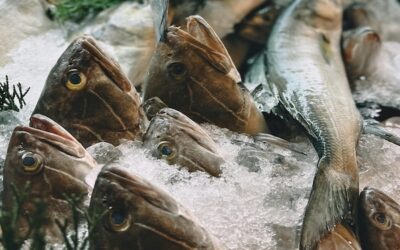 The Role of Ice Machines in the Fishing Industry